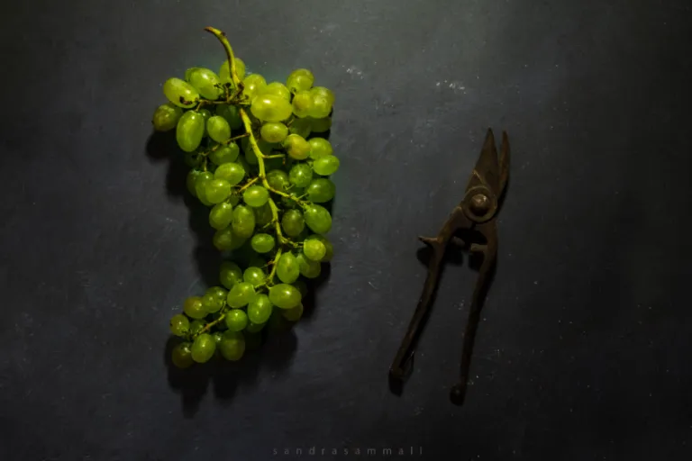 Still-Life Photography